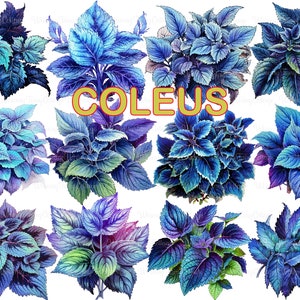 Coleus Clipart PNG Transparent, Black and Blue  Coleus Bouquets Digital Clip Art, Blue Leaf Plant Background, Spring Flowers Printable PNG