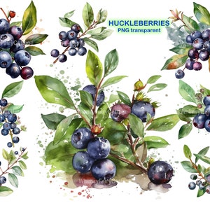 Huckleberries PNG Clipart, Berries with a Branch Digital Clip Art Greenery Vine Borders PNG Scrapbooking Garden Elements Journaling Plants