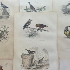 Ilustración de pájaro grabado vintage del siglo XIX. platos antiguos de buffon. hermosa decoración de pared antigua única. ilustración de diario basura