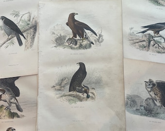 antique engraved birds of prey illustration of 19th century . vintage plates of buffon. beautiful unique antique wall decor. junk journal