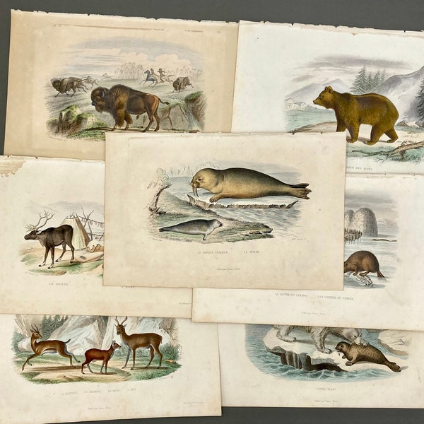 antique engraved forest animals illustration of 19th century. vintage plates of Buffon. french designs wall decor. hand painted wild animals