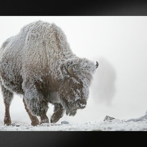 Buffalo Canvas Paintings, Buffalo Canvas Wall Art, Buffalo Canvas Posters, Buffalo Canvas Prints, Home Decor, Ready to Hang, Modern Wall Art