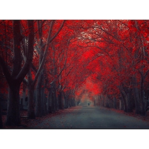 Landscape (Red Forest)  Canvas Painting, Landscape (Red Forest)  Canvas Print, Landscape (Red Forest) Canvas Poster,Home Decor,Ready to Hang