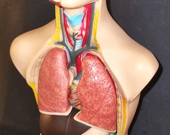 Torso humano con órganos extraíbles, 48 cm de altura, plástico, sobre una base de plástico.