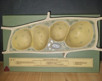 Modelo de célula vegetal SOMSO®, ampliado aproximadamente 3000 veces. Ilustración de la microestructura. Fabricado a partir de 1960, montado sobre una base de madera verde.