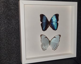 2 beautiful large Morpho butterflies in a white display case, 30 x 30 cm format.