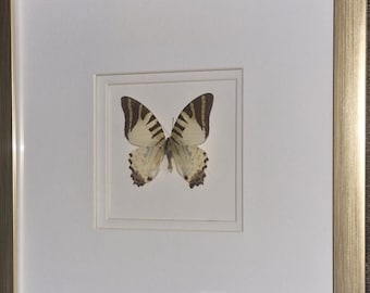 Butterfly Beautiful display case, gold-metallic look with real butterfly, size 26 x 26 cm