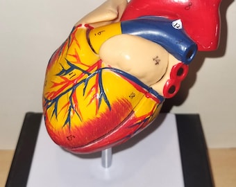 Model of the human heart