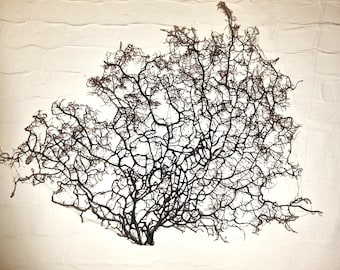 Coral abanico XXL de 80 x 58 cm, coral gargonia, árbol de coral natural, coral auténtico.