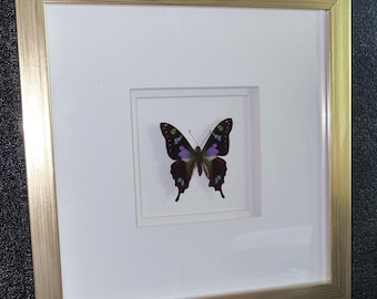 Butterfly Beautiful display case, gold-metallic look with real butterfly, size 26 x 26 cm