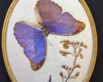 Antique beautiful large Morpho butterfly in a large glazed oval convex display case with antique frame 20 x 16 cm