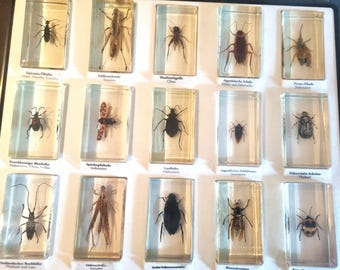 Display case with 15 vintage insects in resin, display case with spiders, beetles, giant ant, 7.5 x 4.5 cm each