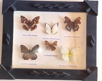 Small old butterfly collection in a black vintage wooden frame