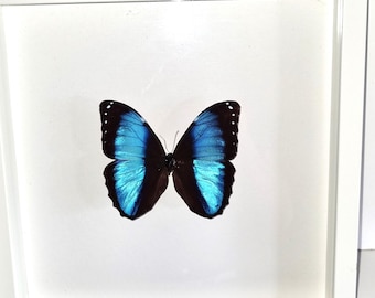 Beautiful large blue Morpho butterfly in a white display case with a real butterfly, size 30 x 30 cm.