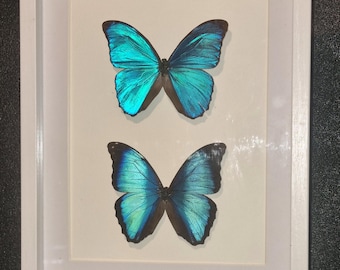 Morpho Butterflies - Beautiful large display case with real butterflies. Size: 32 x 25 cm