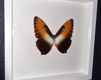 Beautiful large Morpho butterfly in a white display case, size 30 x 30 cm.