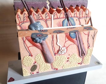 SOMSO model skin cross-section, 4-piece, approx. 70x magnification. Vintage teaching aid, circa 1960, made of high-quality SOMSO-Plast®.