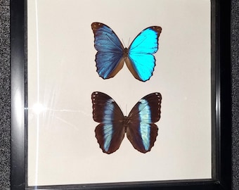 Two beautiful Morpho butterflies in a black display case, size 34 x 34 cm.