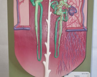 Modelo de nefrona SOMSO, ampliado aproximadamente 120 veces, fabricado en SOMSO-Plast®. Dos nefronas con corpúsculos renales, túbulos renales y sistema de conductos colectores.