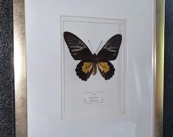 Butterfly Troides rhadamantus. Beautiful large display case, gold-metallic look, with real butterfly. Size 36 x 28 cm.