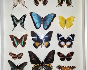 本物の蝶を保存した美しい大型の白いディスプレイケース。サイズは51cm×41.5cm。