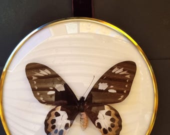 Beautiful female Ornithoptera rotschildi butterfly in a glazed round display case with metal frame, diameter 20 cm.