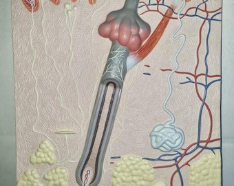 Modelo anatómico de la piel con folículos pilosos y glándulas sudoríparas, Museo Alemán de Higiene de Dresde, fabricado en la RDA, ca. 1970