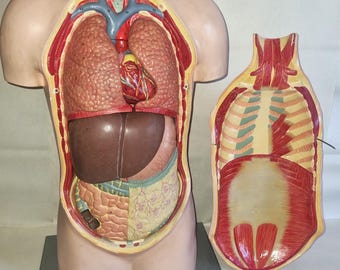 Torso modelo didáctico de yeso y plástico del Museo Alemán de Higiene de Dresde, aprox. 74 cm, de época (años 60), montado sobre una base de madera.