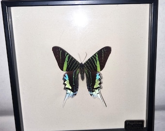 Beautiful display case with a real butterfly, Urania leilus Peru, measuring 18 x 18 cm.