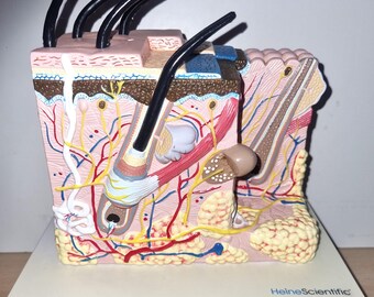 Heine Scientific Model Skin Cross Section Structure of the skin from the epidermis to the subcutis