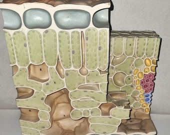 Vintage leaf model SOMSO at 700x magnification. Cross-section and longitudinal section, showing the microscopic structure.
