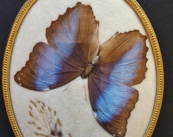 Antique beautiful large butterfly Morpho deidamia in a large glazed oval convex display case with antique frame 20 x 16 cm