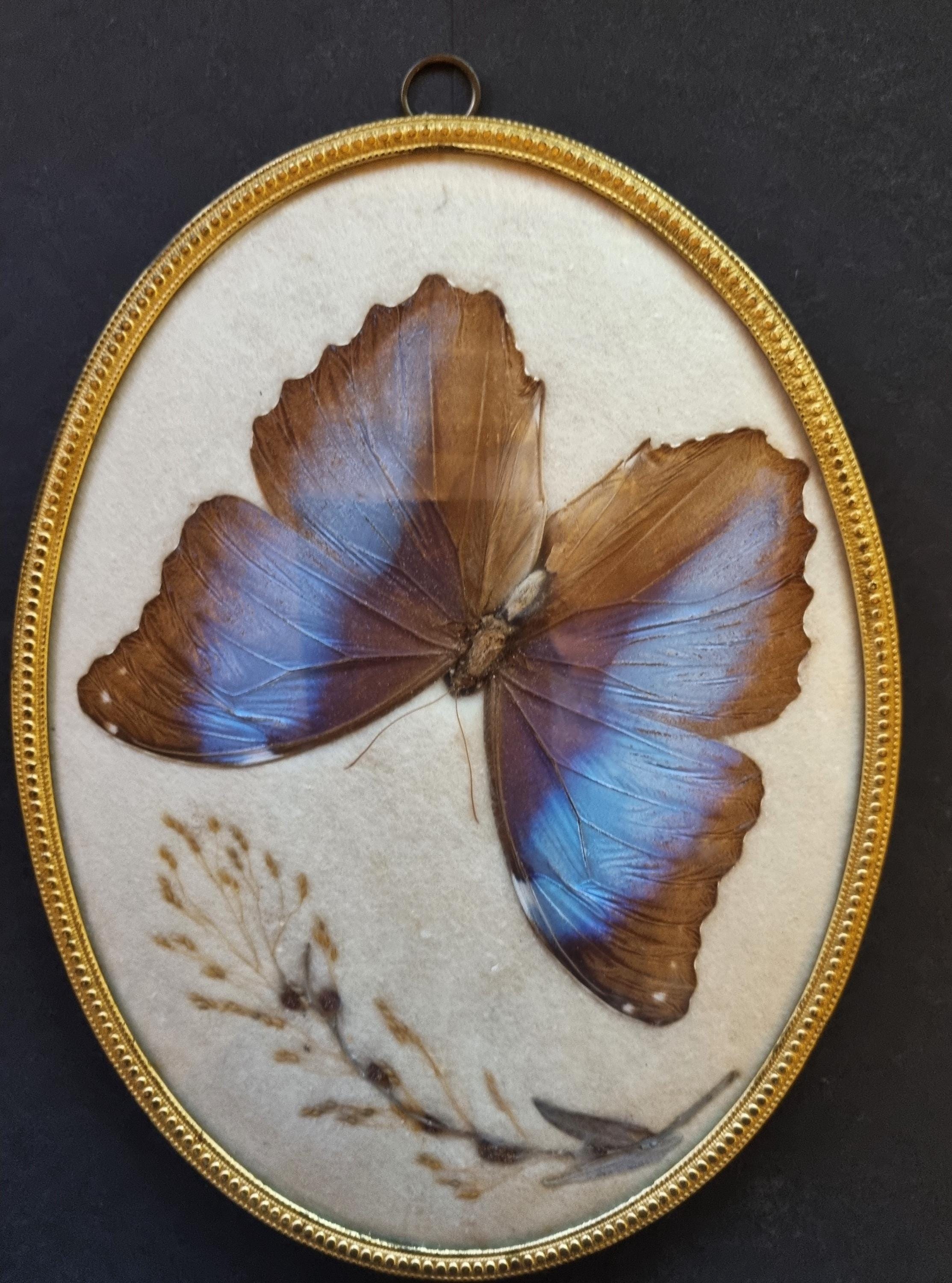 Vintage Convex Morpho - Etsy