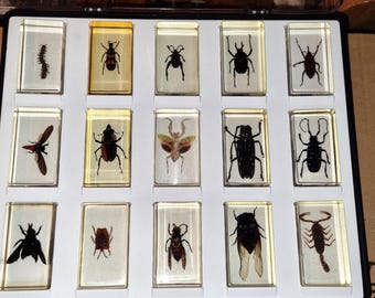 カブトムシやサソリなど、樹脂製のヴィンテージ昆虫15個を収めたディスプレイケース。状態は非常に良好で、各昆虫のサイズは7.5cm×4.5cmです。