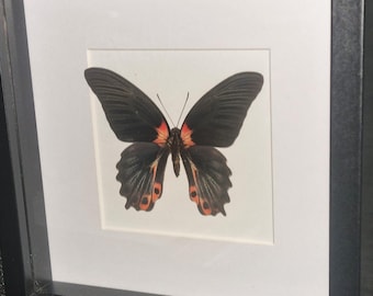 Butterfly Beautiful display case with real butterfly, size 25 x 25 cm