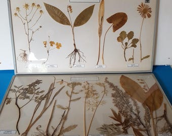 Material didáctico antiguo: dos láminas didácticas antiguas y raras, esmaltadas, "Schlüter". Plantas venenosas y medicinales. Preparaciones originales en muy buen estado.