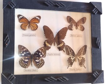 Small old butterfly collection in a black vintage wooden frame