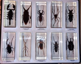 樹脂製の大型ヴィンテージ昆虫10個（カブトムシ、サソリなど）を収めたディスプレイケース。状態は非常に良好で、各サイズは11×4.5cmです。