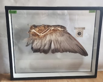 Preciosa vitrina de doble cristal con un ala de paloma disecada. Editorial de materiales educativos Dobberthien Taxitermi - producción ética.