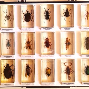 Könnte beinhalten: Ein schwarzer Schaukasten mit fünfzehn einzelnen rechteckigen, klaren Harzblöcken, die jeweils ein konserviertes Insekten- oder Spinnentier-Exemplar enthalten. Jeder Block ist mit einem kleinen weißen Etikett mit gedrucktem Text versehen.