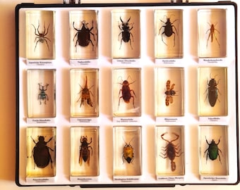 Display case with 15 vintage insects in resin, display case with spiders, beetles, 7.5 x 4.5 cm each