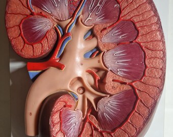 SOMSO Model Right Kidney Longitudinal Section on Wooden Base Vintage Teaching Aid circa 1950 Made of High-Quality SOMSO-Plast®