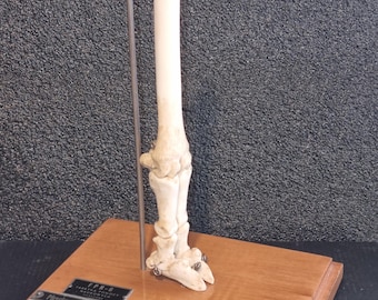 Modelo de esqueleto de ungulados de dedos pares, modelo de pie de ungulado de dedos pares como objeto de demostración, original