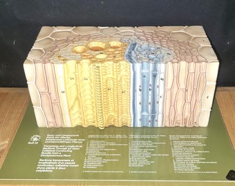 Modelo de la planta Somso: haz vascular de una planta dicotiledónea, SOMSO, ampliado aproximadamente 550 veces. Basado en el trabajo del Prof. Dr. W. Jung, sobre una base verde.