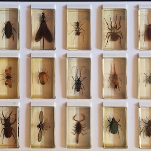 Könnte beinhalten: Ein weißes Präsentationstablett mit fünfzehn rechteckigen, klaren Harzblöcken, die jeweils ein anderes konserviertes Insekten- oder Spinnentier-Exemplar enthalten. Die Sammlung umfasst verschiedene Käfer, eine Spinne, einen Skorpion und geflügelte Insekten.