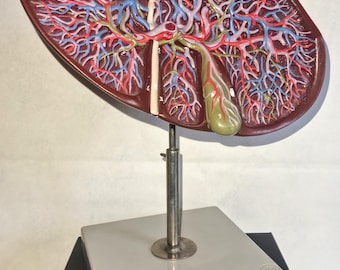 Modelo vintage de hígado y vesícula biliar de SOMSO, ampliado aproximadamente 1 1/2 veces, fabricado en SOMSO-Plast® sobre una base gris.