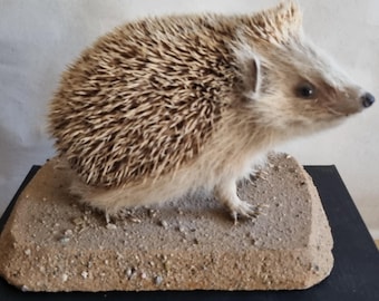 Taksydermia jeża, stary taksydermista, jeż z etycznie wiarygodnych źródeł - okaz wysokiej jakości