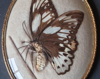 Antique beautiful large bird butterfly in a large glazed oval convex display case with antique frame 21 x 16 cm