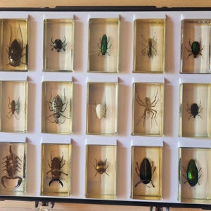 Puede incluir: Una caja de exhibición negra que contiene quince bloques rectangulares de resina, cada uno con un insecto o arácnido preservado diferente, incluyendo escarabajos, un escorpión y una araña, dispuestos en una cuadrícula de tres por cinco.