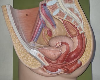 SOMSO – Model longitudinal section of the female pelvis, 2-piece, natural size - top.